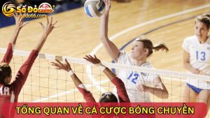 cá cược bóng chuyền