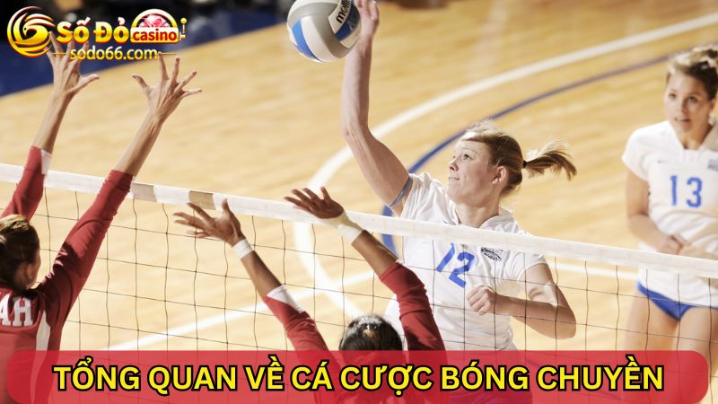 cá cược bóng chuyền 